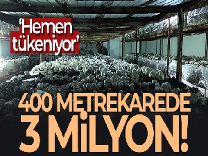 Köye üretim üssü kurdu, şehrin mantar ihtiyacını karşılıyor