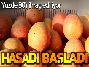 Hasadı başladı, sadece yüzde 10'u Türkiye'de tüketiliyor, yüzde 90'ı ihraç ediliyor