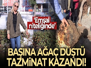 Başına ağaç düştü, tazminat kazandı