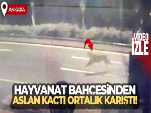 Başkent'te hayvanat bahçesinden aslan kaçtığı iddiası ortalığı karıştırdı