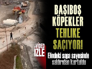 Başıboş köpekler yeni kurulan ilçe merkezinde de tehlike saçıyor