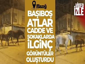 Elazığ'da başıboş atlar cadde ve sokaklarda ilginç görüntüler oluşturdu