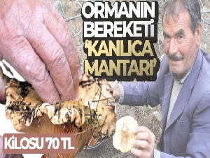 Ormanın bereketi 'Kanlıca mantarı'
