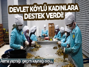 Devlet destek verdi, asma yaprağı köylü kadınların geçim kaynağı oldu