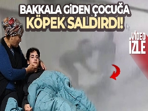 Bakkala giden çocuğa köpek saldırdı!