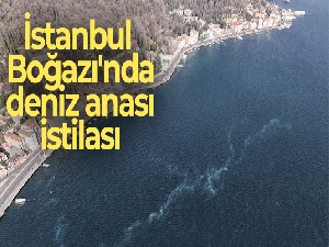 İstanbul Boğazı'nda deniz anası istilası