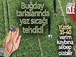 Buğday tarlalarında yaz sıcağı tehdidi