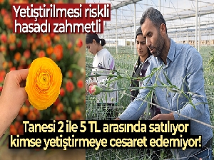 Tanesi 2 ile 5 TL arasında satılıyor, kimse yetiştirmeye cesaret edemiyor