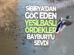 Şiirlere ve türkülere konu olan yeşilbaşlı ördekler Çoruh Nehrini renklendiriyor