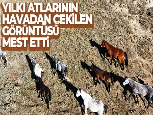 Yılkı atlarının havadan çekilen görüntüsü görenleri mest etti