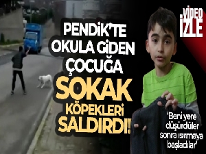 Pendik'te okula giden 10 yaşındaki çocuğa sokak köpekleri saldırdı