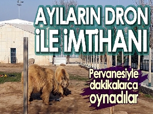 Ayıların dron ile imtihanı: Pervanesiyle oynadılar