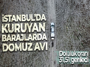 İstanbul'da kuruyan barajlarda domuz avı