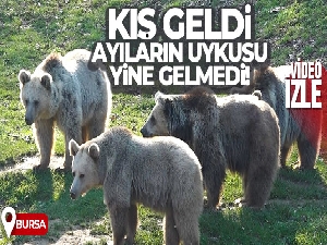 Kış geldi, ayıların uykusu yine gelmedi