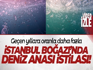 İstanbul Boğazı'nda denizanası istilası su altından görüntülendi