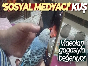 Sosyal medya müdavimi muhabbet kuşu