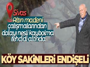 Dünyaca ünlü doktor balıklar yok olma tehdidi altında