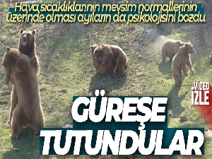 Güzel havayı gören ayılar güreşe tutundu