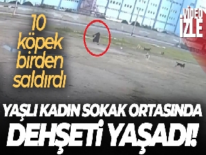 Bursa'da başıboş 10 köpeğin yaşlı kadına saldırması kamerada