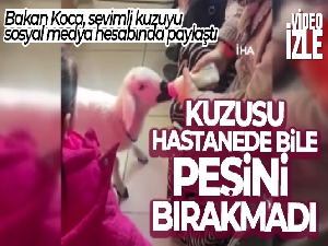 Kuzusu hastanede bile peşini bırakmadı