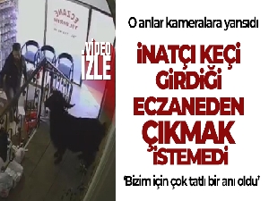 İnatçı keçi girdiği eczaneden çıkmak istemedi