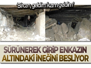Sürünerek girip enkazın altındaki ineğini besliyor