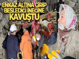 Günlerce enkaz altına sürünerek girip beslediği ineğine 11 gün sonra kavuştu