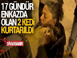 Diyarbakır'da 17 gündür enkazda olan 2 kedi kurtarıldı