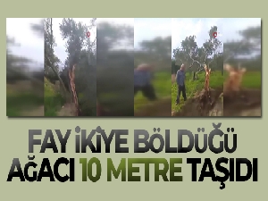 Fay ikiye böldüğü ağacı 10 metre taşıdı