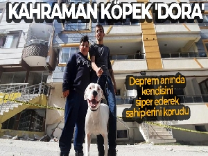 Kahraman köpek 'Dora', deprem anında kendisini siper ederek sahiplerini korudu