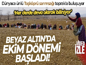 Dünyaca ünlü Taşköprü sarımsağı toprakla buluşuyor