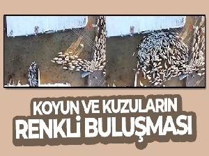 Elazığ'da koyun ve kuzuların renkli buluşması