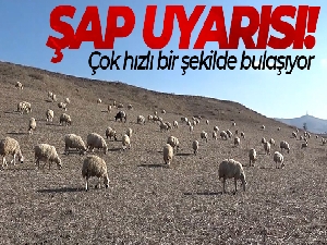 Uzmanından şap varyantı uyarısı: 'Çok hızlı bir şekilde bulaşıyor'