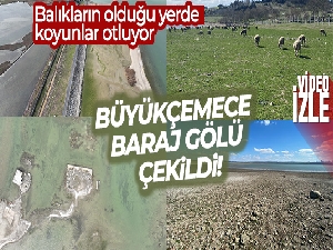 Büyükçekmece Baraj Gölü çekildi, balıkların olduğu yerde koyunlar otluyor