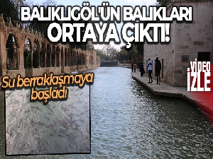 Balıklıgöl'ün balıkları ortaya çıktı