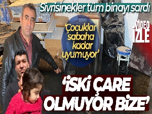 Küçükçekmece'de bir binanın bodrum katında biriken sudan üreyen sivrisinekler tüm binayı sardı