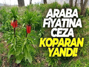Sadece 20 gün yaşıyor, koparmanın cezası 244 bin lira