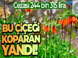 Yılda sadece 15 gün açıyor: Koparmanın cezası 244 bin 315 lira