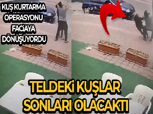 Tele konan kuşları indirmek isterken akıma kapılan gençler ölümden döndü