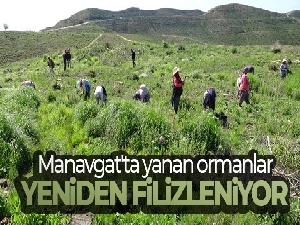 Manavgat'ta yanan ormanlar yeniden filizleniyor