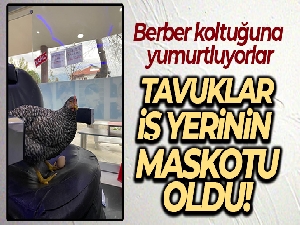Berber koltuğuna yumurtlayan tavuklar görenleri hayrete düşürüyor