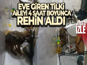 Bursa'da eve giren tilki, aileyi 4 saat boyunca rehin aldı