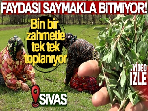 Bin bir zahmetle tek tek toplanıyor, faydası saymakla bitmiyor