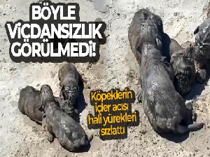 Antalya'da yavru köpeklere beton atık suyu katliamı