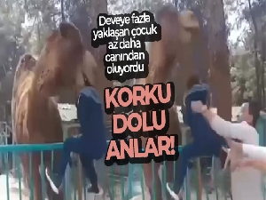 Deveye fazla yaklaşan çocuk az daha canından oluyordu