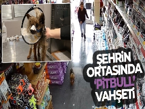Şehrin ortasında 'Pitbull' vahşeti