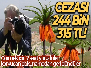 Görmek için 2 saat yürüdüler, korkudan dokunamadan geri döndüler