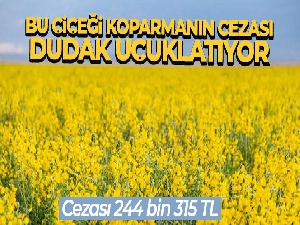 Dünyada bir tek bu bölgede yetişen çiçeği koparmanın cezası dudak uçuklatıyor