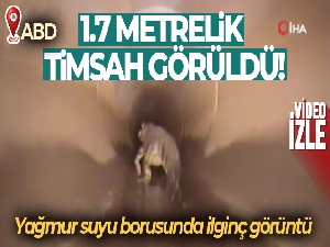 ABD'deki yağmur suyu borusunda 1.7 metrelik timsah görüldü
