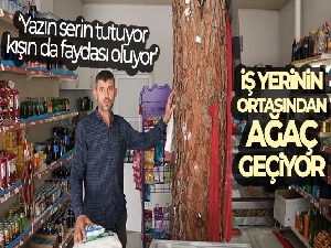 İş yerinin ortasından geçen ağaç dikkat çekiyor